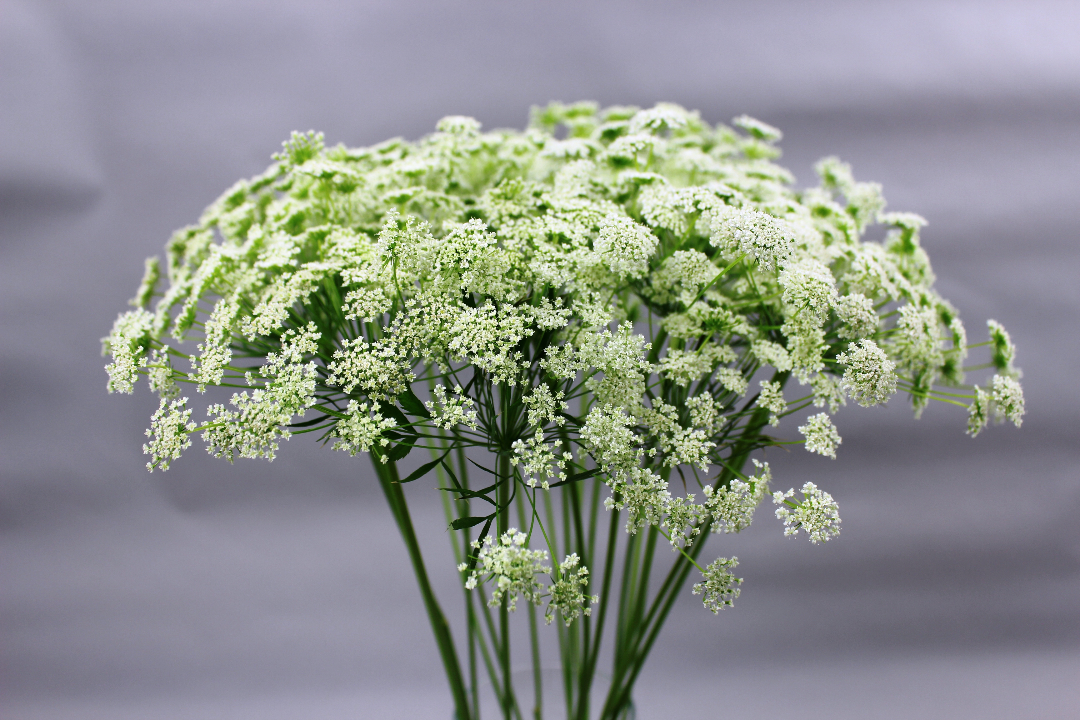 Swankiss スワンキス レース フラワー ホワイト お花 スワンキス lacy fleur O/P ホワイト ワンピース 花柄 レース